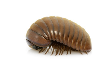 Image of pill millipede(Oniscomorpha) isolated on a white background. Insect. Animal.