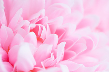 Beautiful pink flowers made with color filters, soft color and blur style for background