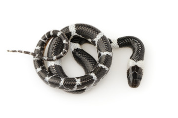 Image of little snake (Lycodon laoensis) on white background., Reptile,. Animals