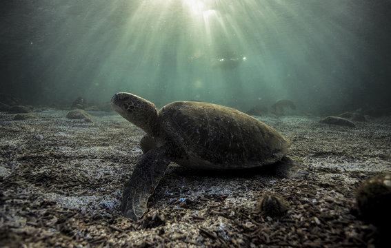 Green sea turtle (Chelonia mydas) resting on ocean floor in the Galapagos islands