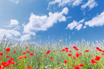 red poppies in green summer field 