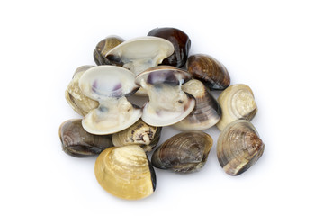 Image of Fresh enamel venus shell (Meretrix lyrata) isolated on white background,. Meretrix shell is a genus of edible saltwater clams,. Food.