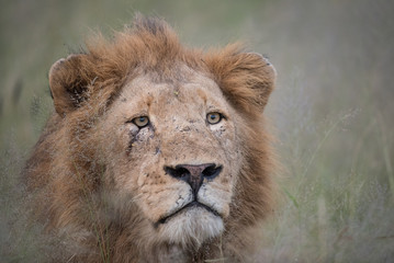 A horizontal, close up, colour image of a scarred lion, Panthera leo, staring with avid interest past the camera in the Greater Kruger Transfrontier Park, South Africa.