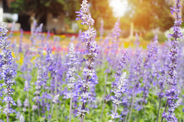 purple flowers of lavender in garden with sunrise