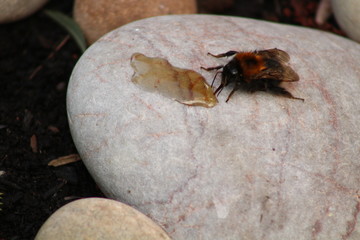 Obraz premium bee having an energy boost