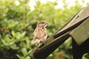 sparrow on a bird house