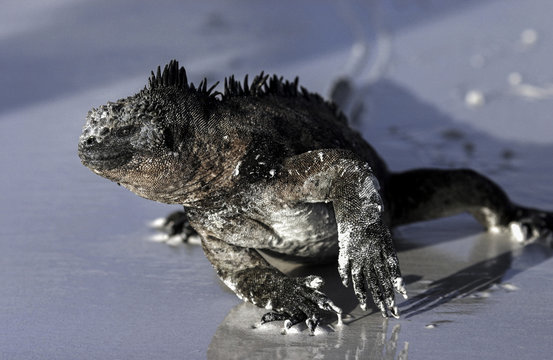 Marine iguana walking along sandy beach in Galapagos Islands