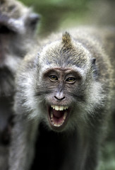 Crab eating macaque (Macaca fascicularis) showing aggression