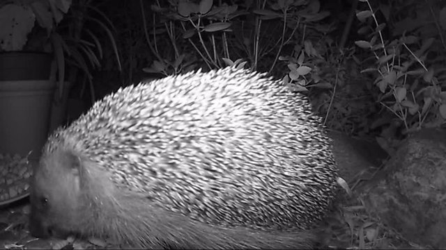 European hedgehog feeding cat food in garden during night time.