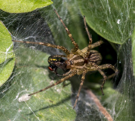 Tegenaria domestica; barn funnel weaver