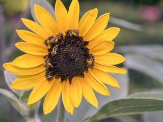 Helianthus or sunflowers