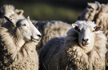 Fototapeta premium Owca z pełną wełną gotową do strzyżenia letniego, Nowa Zelandia