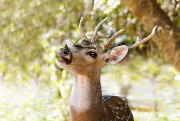 spotted deer looks in the forest