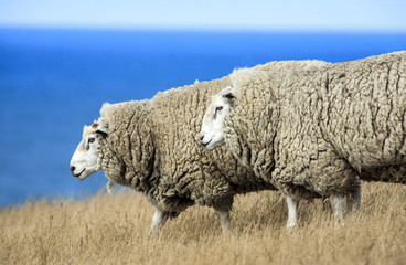Fototapeta premium Sheep with full fleece of wool ready for summer shearing, New Zealand