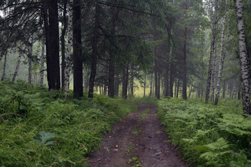 siberia forest