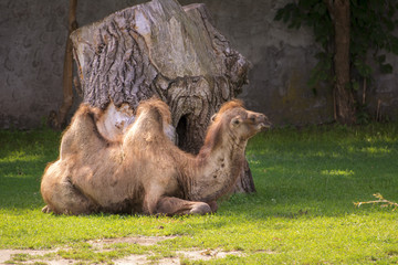 Camel Rest in the Shadow
