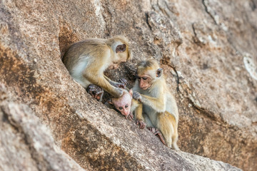 Toque macaque (Macaca sinica) family grooming each other
