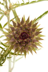 cardoon, Cynara cardunculus