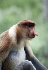 Naklejka premium Male proboscis monkey in mangrove forest, Borneo, Malaysia