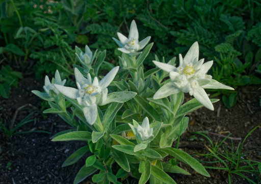 4 407 Best Edelweiss Flower Images Stock Photos Vectors Adobe Stock