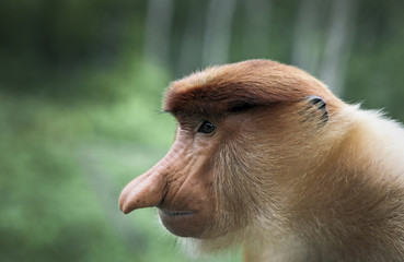 Fototapeta premium Male proboscis monkey in mangrove forest, Borneo, Malaysia