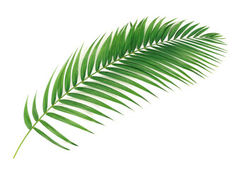 Palm leaves isolated on white background.