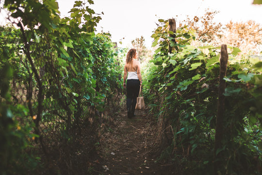 Portrait of a beautiful curly woman in a vineyard between grapes during sunset