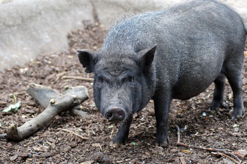 Portrait von Mini Schweine im Zoo 