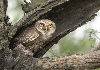 Staring spotted owlet in nest 