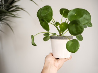 Hand holding a pilea peperomioides ( urticaceae) in a white pot