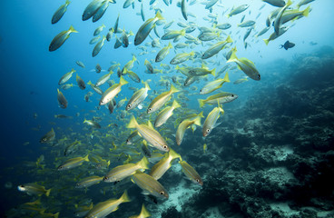 Fototapeta na wymiar School of bigeye snapper (Lutjanus lutjanus) fish underwater at Mabul Island, Borneo
