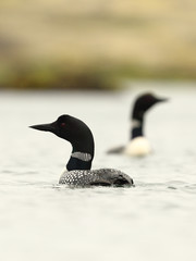 Great northern diver - 215968410