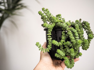 Hand holding a jade necklace plant ( crassula marnieriana) again