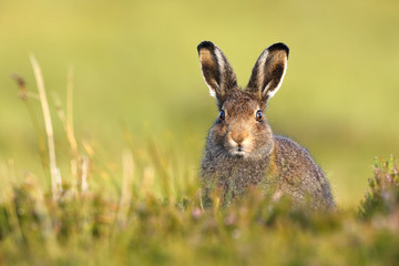 Mountain Hare in Summe coat