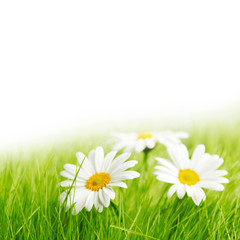 White daisy flowers in green grass