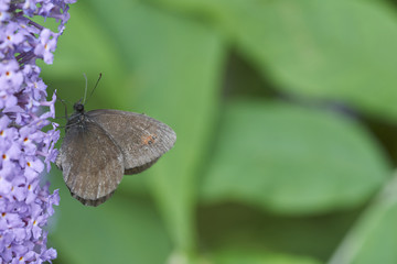 brown butterfly (erebia ligea) feeds on the nectar of a flower