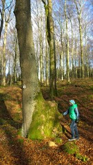 Fototapeta premium Wald