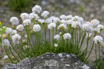 Strand-Grasnelke (Armeria maritima) mit weißen Blüten