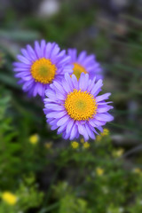 Obraz premium Alpen-Aster (Aster alpinus), Alpen-Sternblume, Blaue Gamsblüh, Blaue Gamswurz 