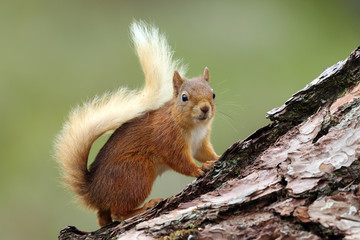 Naklejka na ściany i meble Red Squirrel Scotland