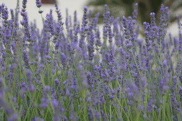 Lavender plant