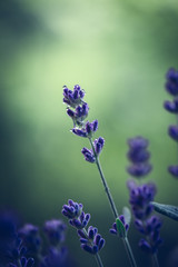 Lavendel mit Tropfen vor grünen Hindergrund