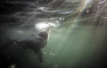 Obraz premium Żarłacz biały (Carcharodon carcharias) pływający pod wodą w Afryce Południowej