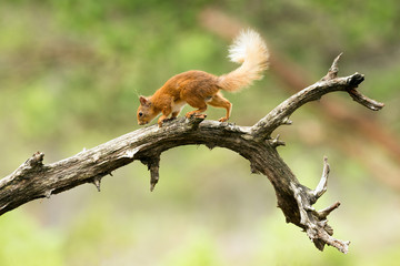 Red Squirrel Scotland