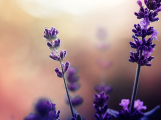 Fototapeta premium Lavendel mit Tropfen im Sonnenuntergang