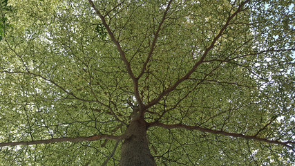 Trees in Sunlight on a late summer evening. Trees in sunlight