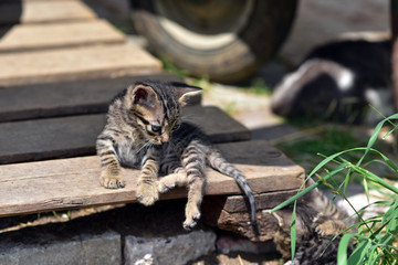 Baby cats are playing in the garden