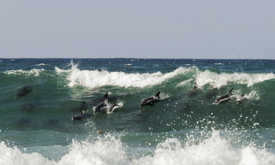 Pod of bottlenose dolphins surfing a wave