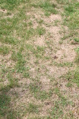 von der Sonne verbrannter Rasen