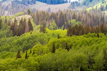 High Mountain Forrest 1